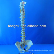 Lifetime Flexible Spine,Medical Teaching Human Spine Model